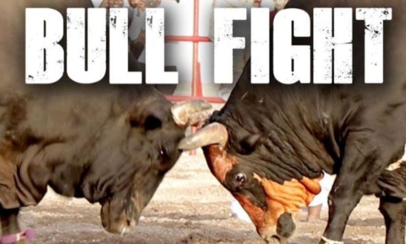 hướng dẫn bull fight